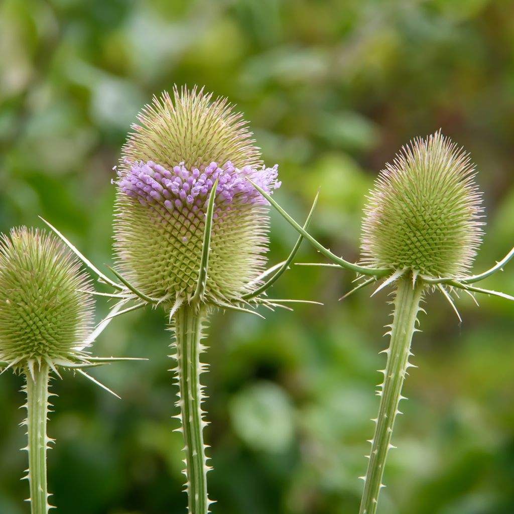 Dipsacus sylvestris BIO (semi) - Scardaccione selvatico