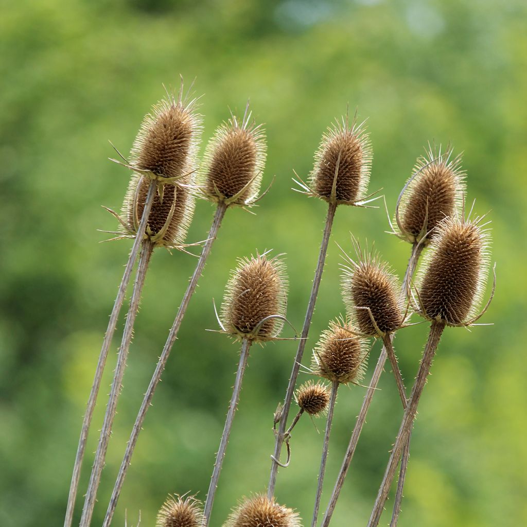 Dipsacus sylvestris BIO (semi) - Scardaccione selvatico