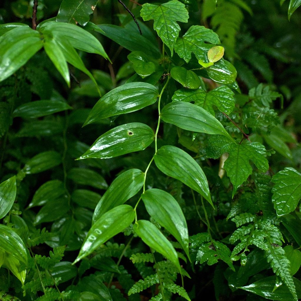 Disporum sessile