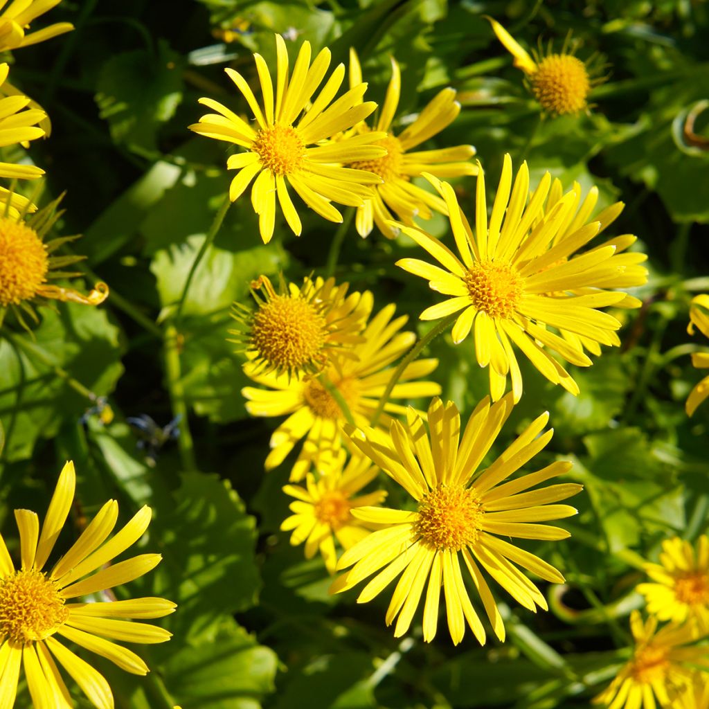 Doronicum orientale Little Leo - Doronico orientale
