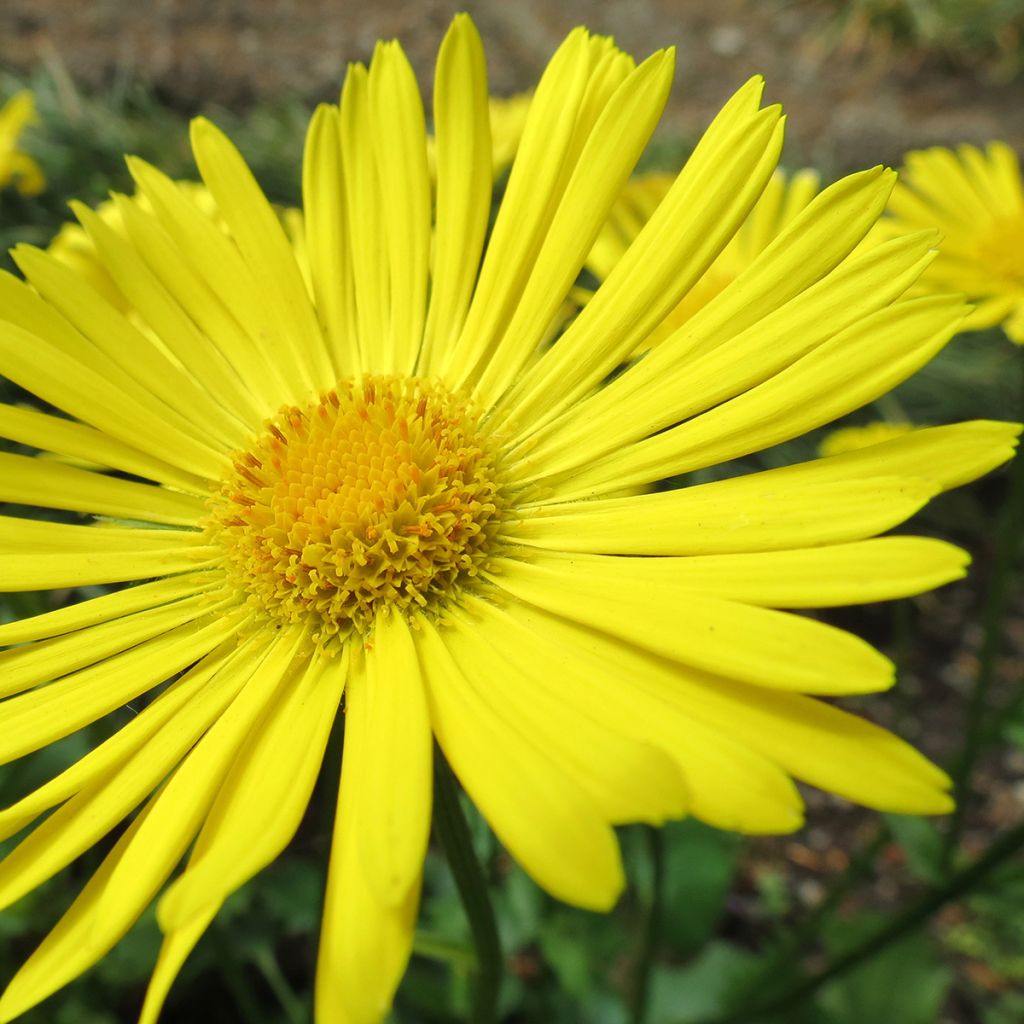 Doronicum orientale Little Leo - Doronico orientale