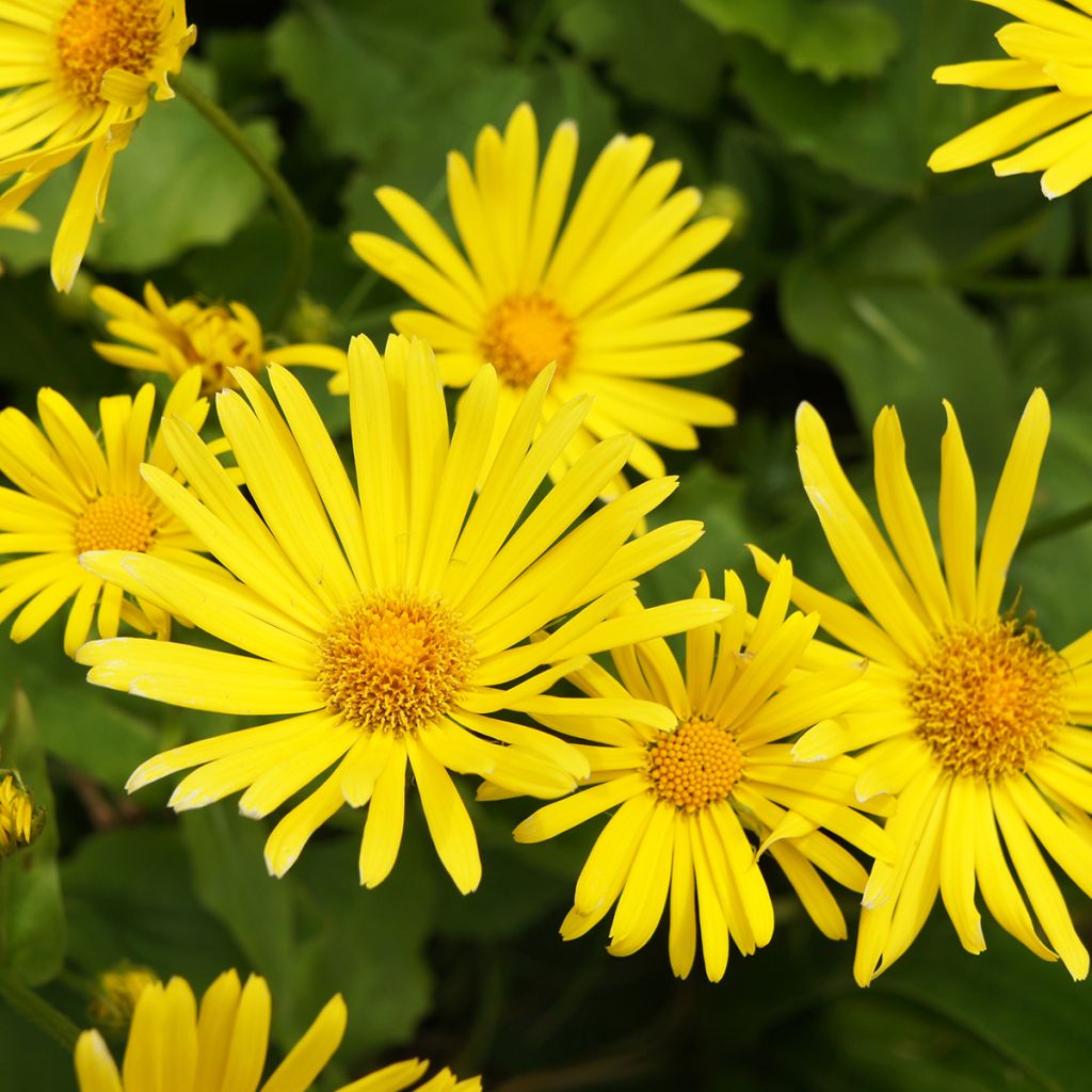 Doronicum orientale Magnificum - Doronico orientale