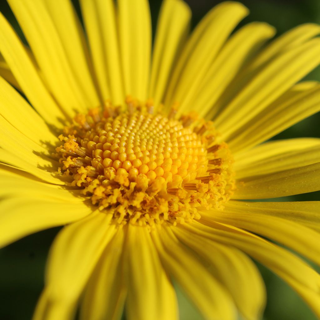 Doronicum orientale Magnificum - Doronico orientale