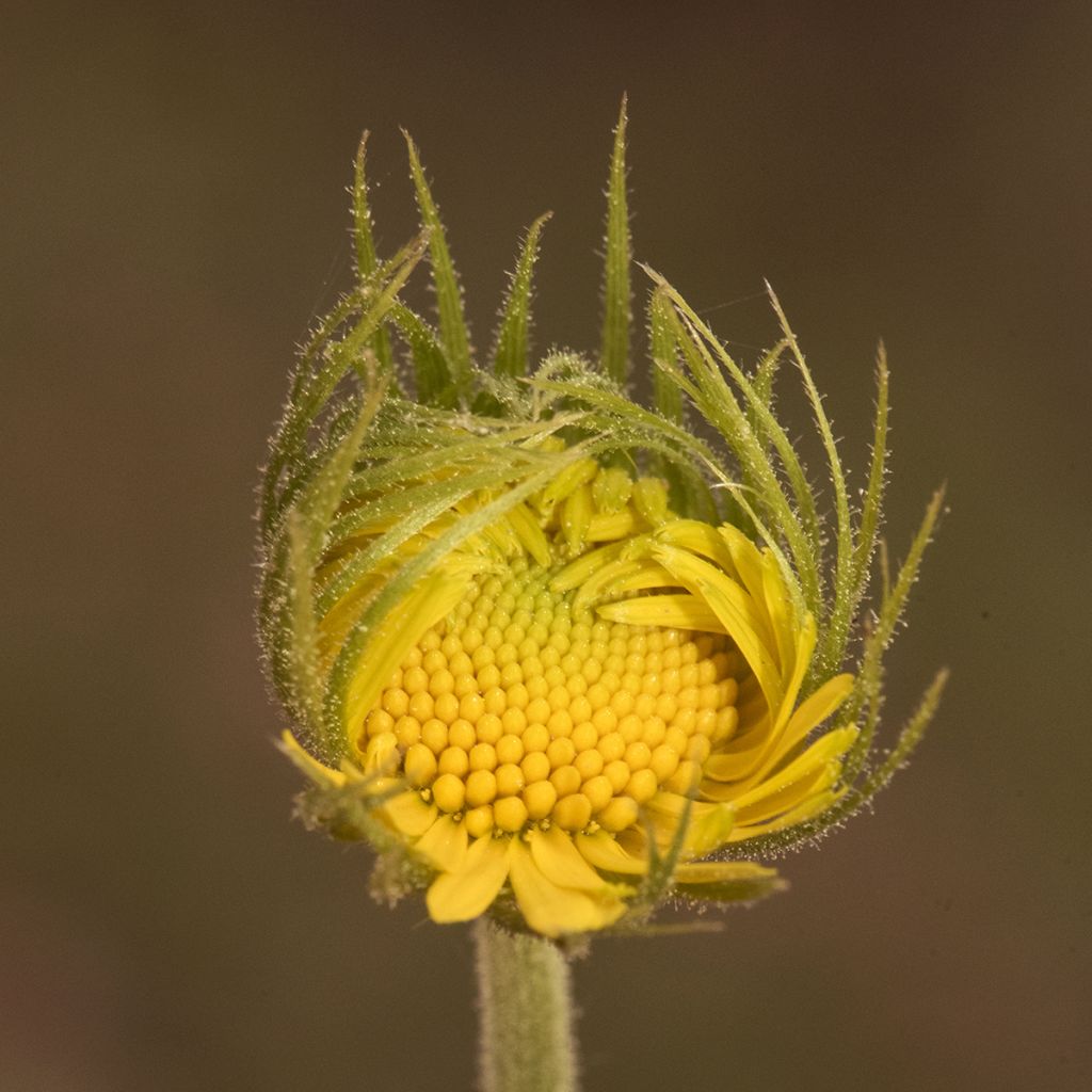 Doronicum plantagineum Excelsum - Doronico d'Ungheria