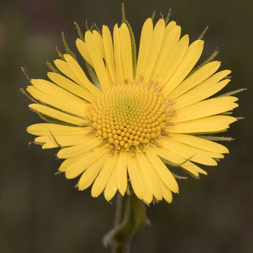 Doronicum plantagineum Excelsum - Doronico d'Ungheria
