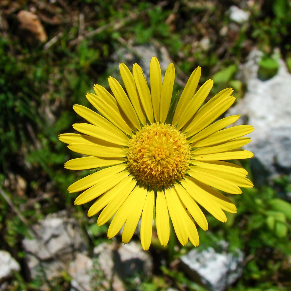 Doronicum plantagineum Excelsum - Doronico d'Ungheria