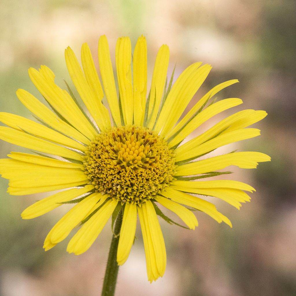 Doronicum plantagineum Excelsum - Doronico d'Ungheria