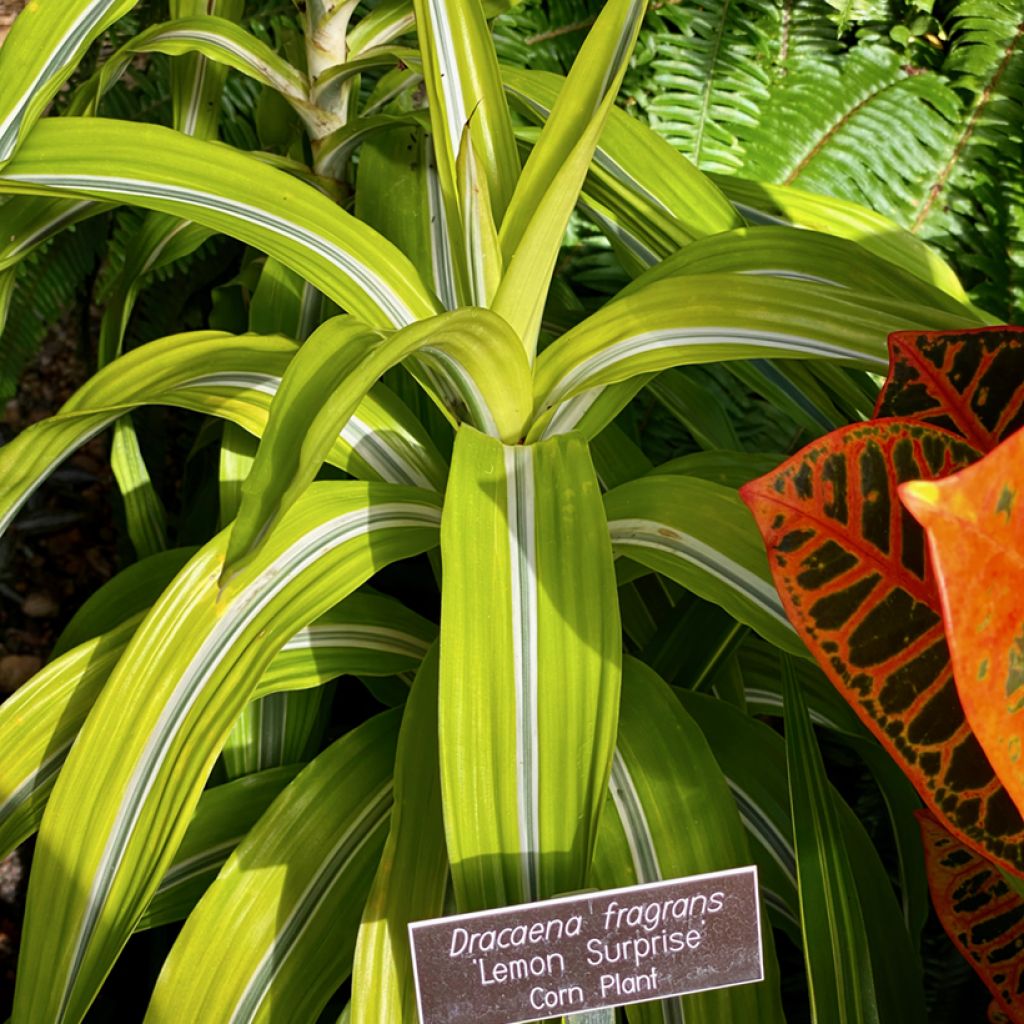 Dracaena Lemon Surprise - Tronchetto della Felicità