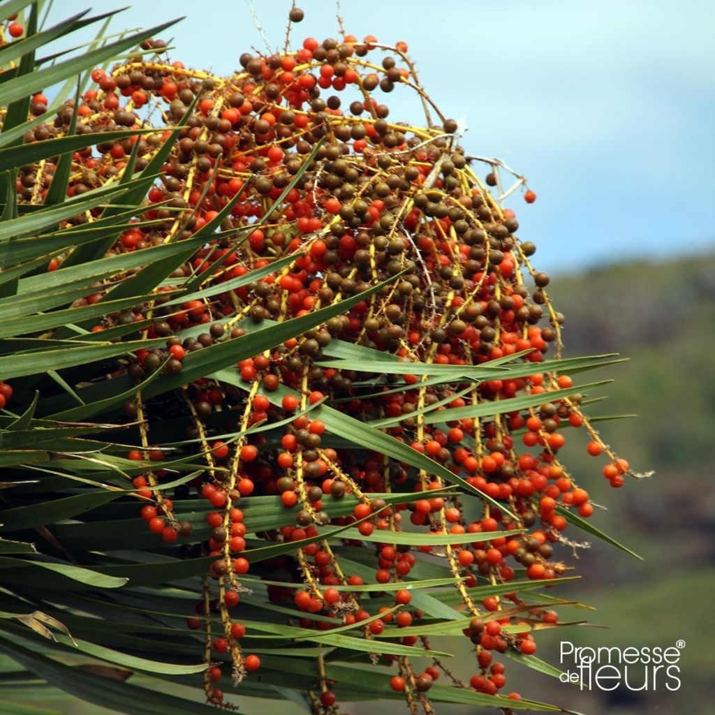 Dracaena draco - Albero del drago