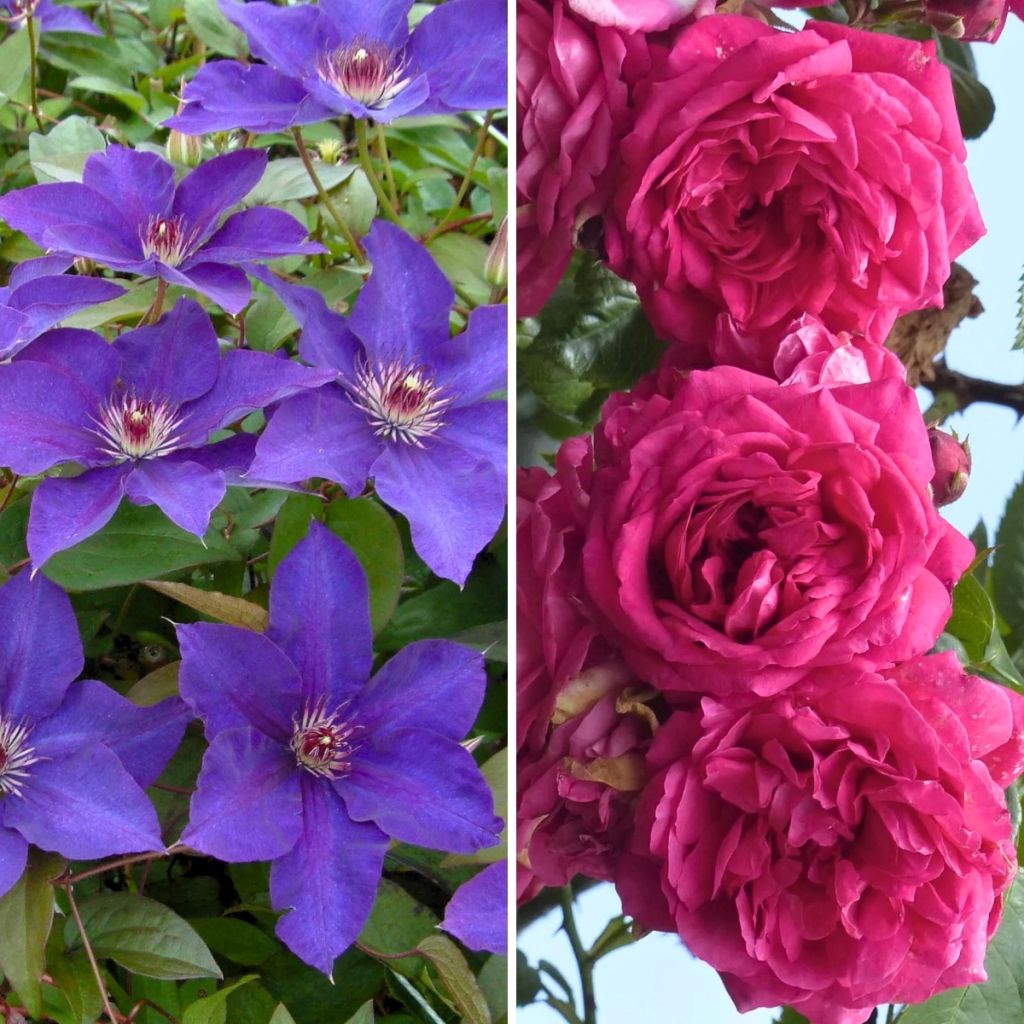 Duo Abbondanza - Clematide Perle d'Azur e Rosa Excelsa
