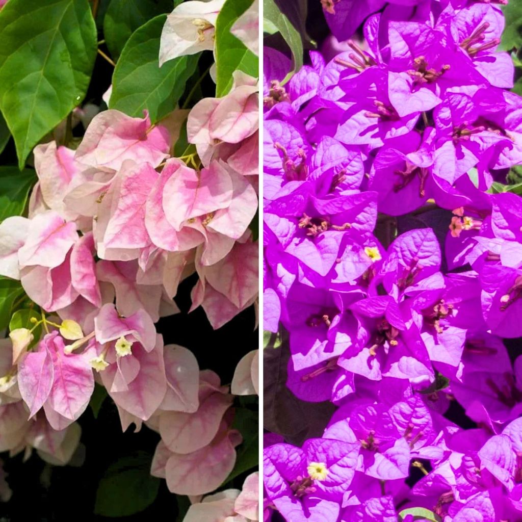 Bougainvillea Duo