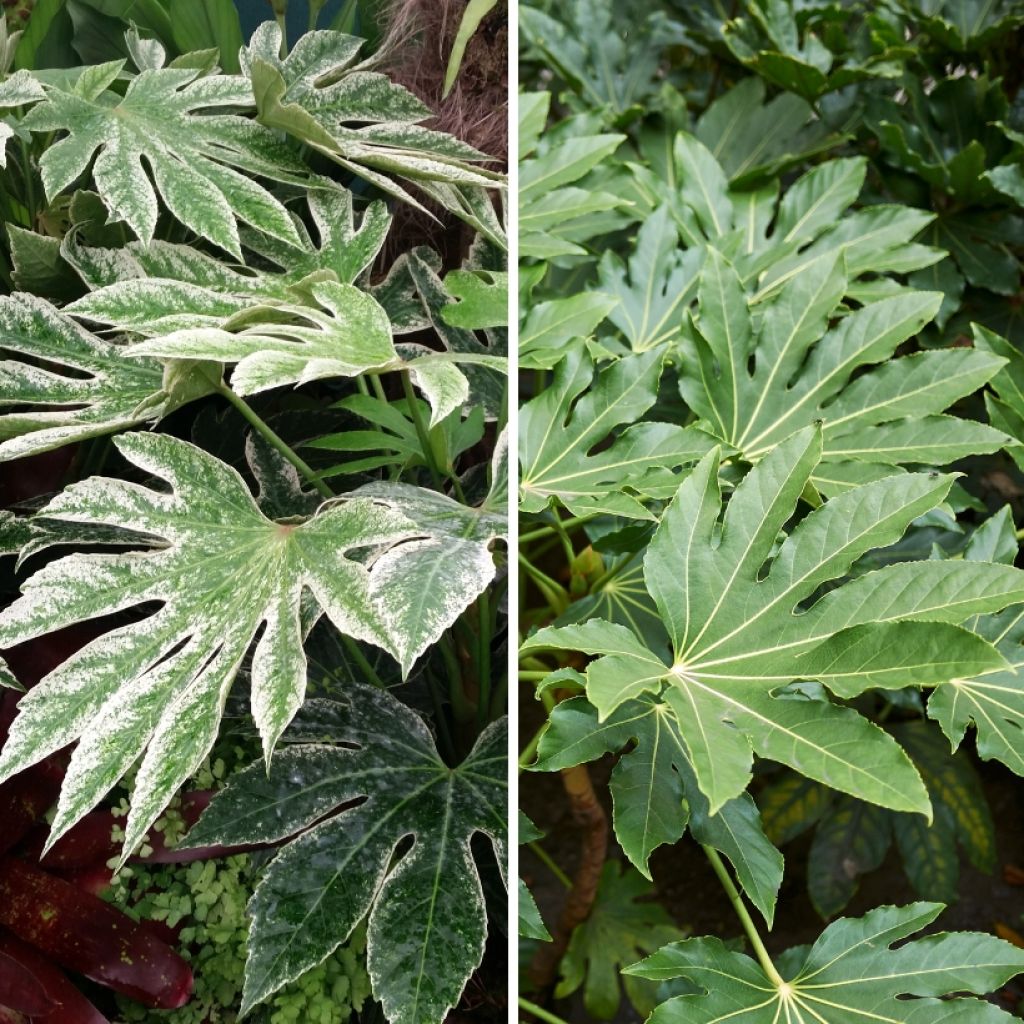 Duo di Fatsie per un'Ambiente Esotico