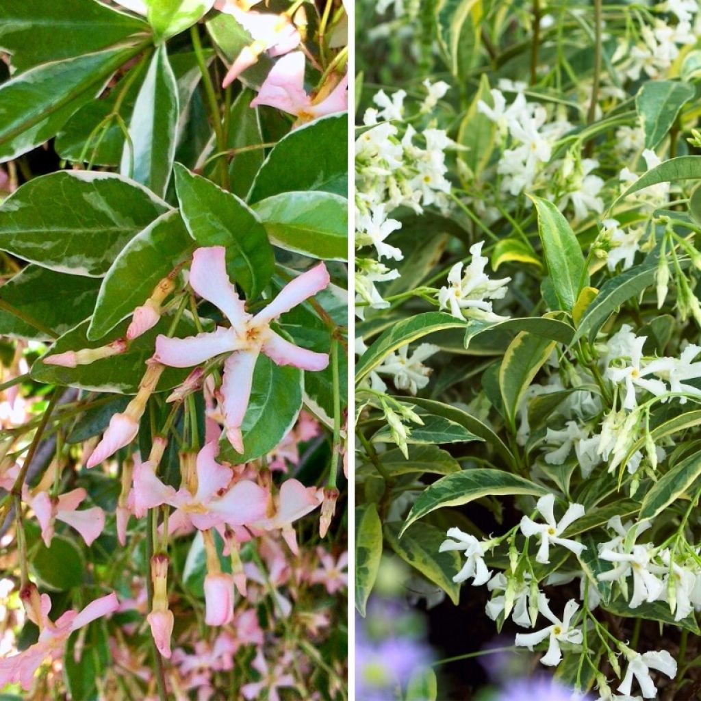 Duo di Gelsomini stellati con fogliame variegato