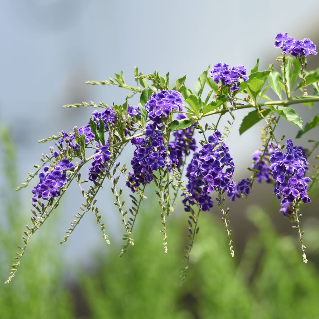 Duranta repens