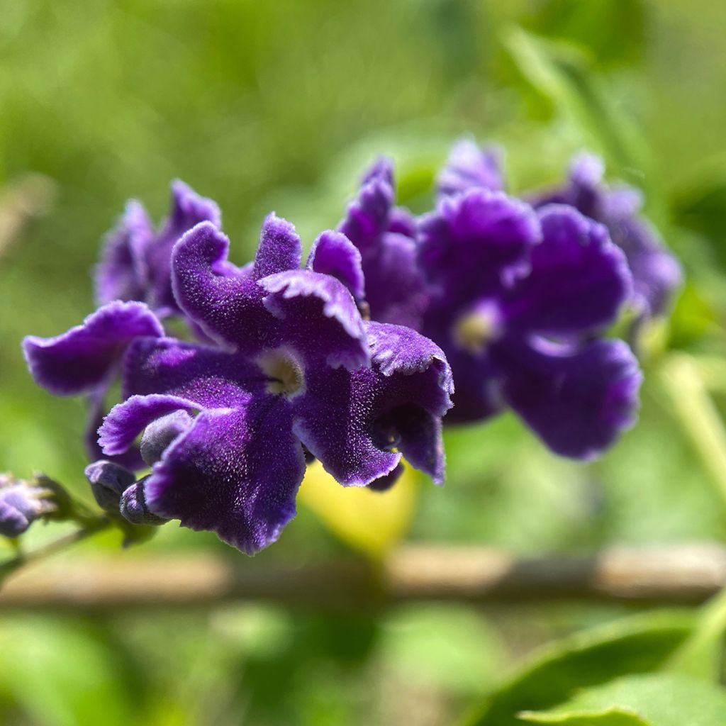 Duranta repens