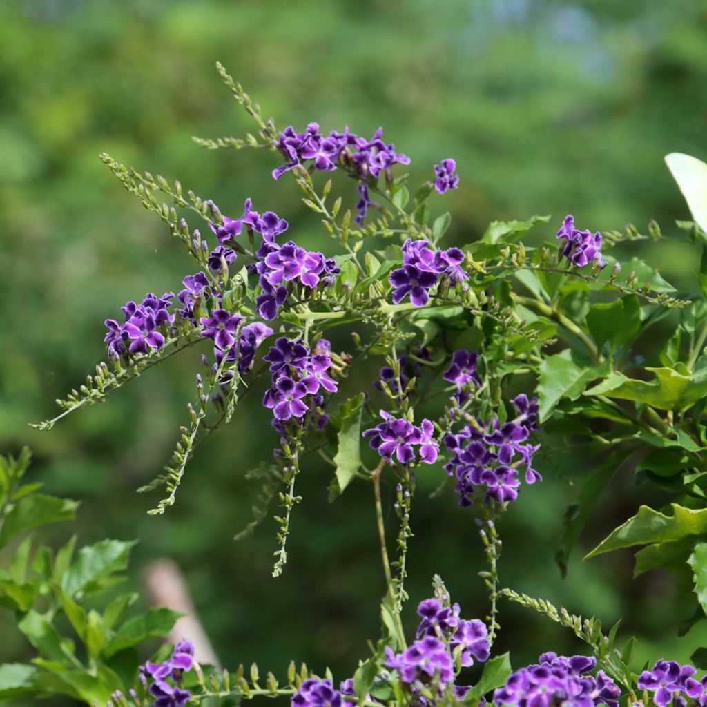 Duranta repens