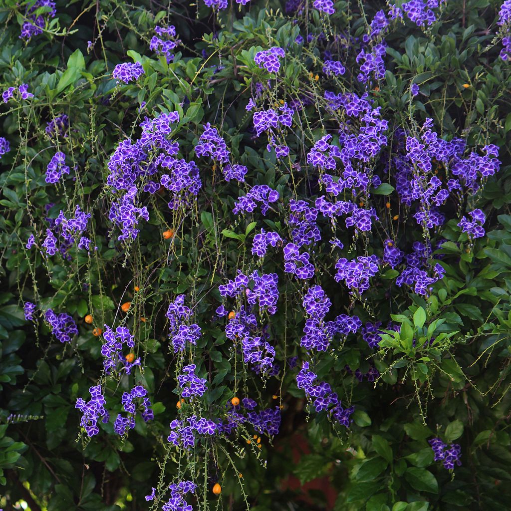 Duranta repens