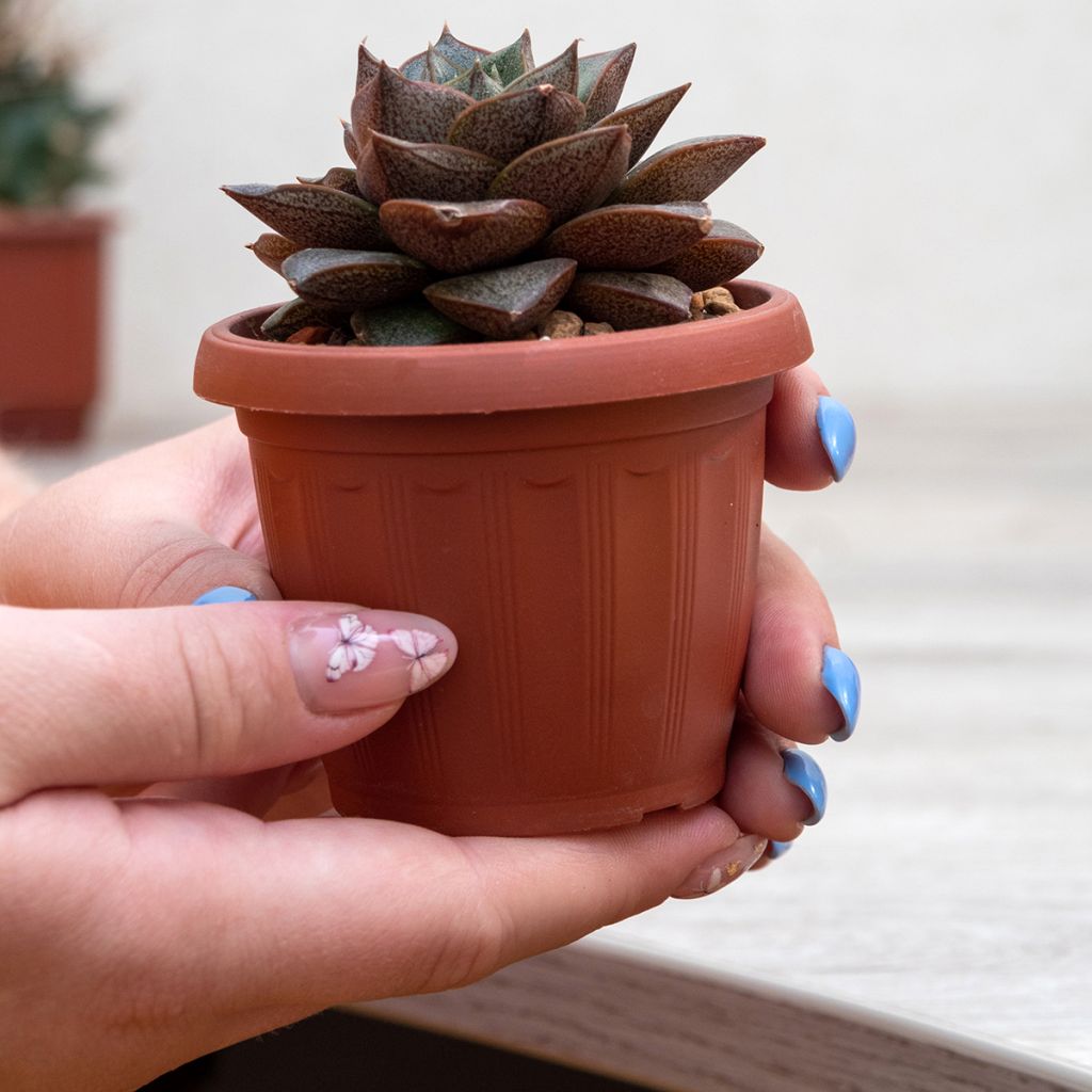 Echeveria purpusiorum