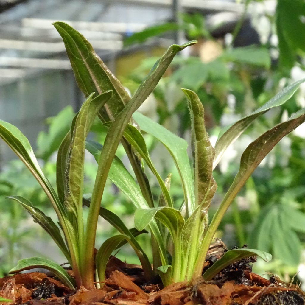 Echinacea purpurea Tangerine Dream