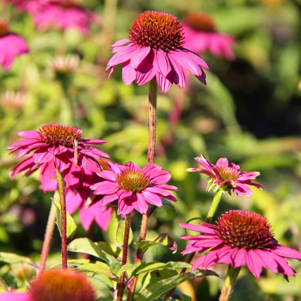 Echinacea purpurea Pow Wow Wild Berry