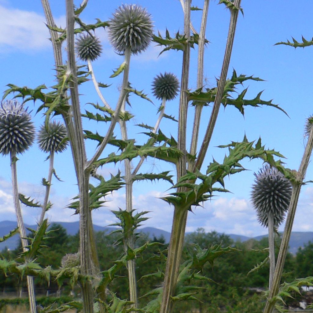 Echinops bannaticus Blue Globe - Cardo pallottola