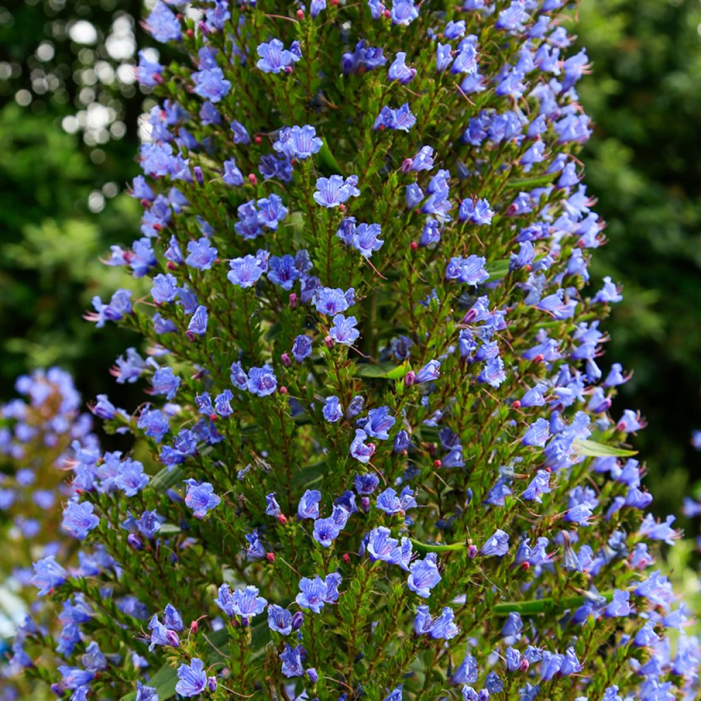 Echium pininana - Viperina