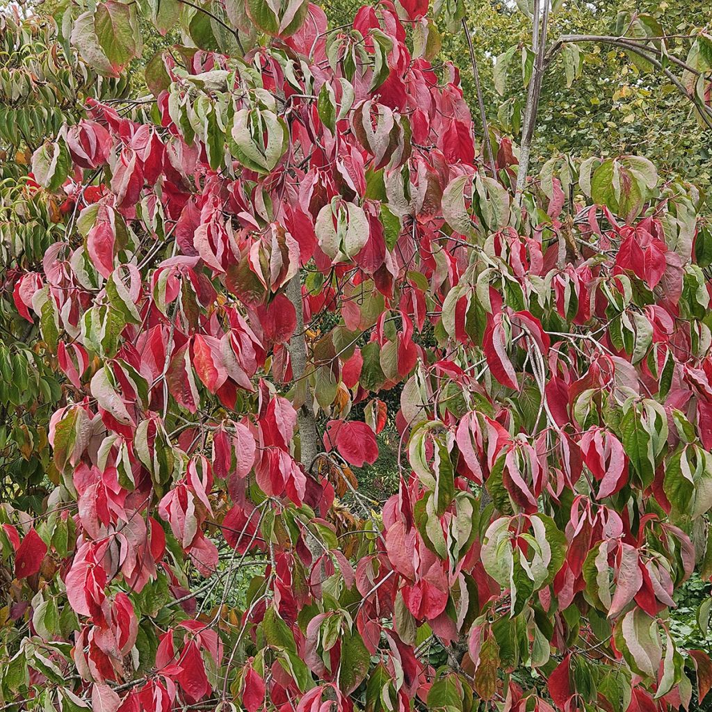 Cornus Eddie's White Wonder - Corniolo da fiore