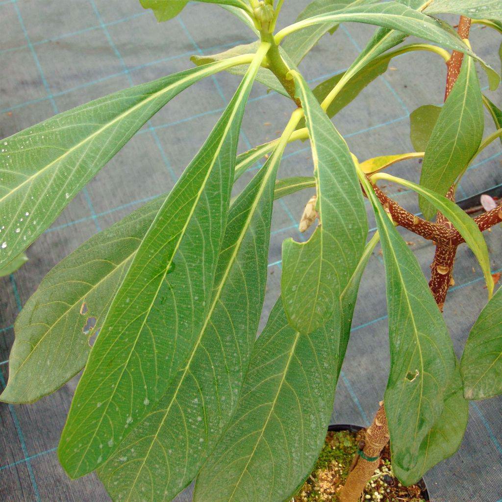 Edgeworthia chrysantha Nanjing Gold - Bastone di san Giuseppe