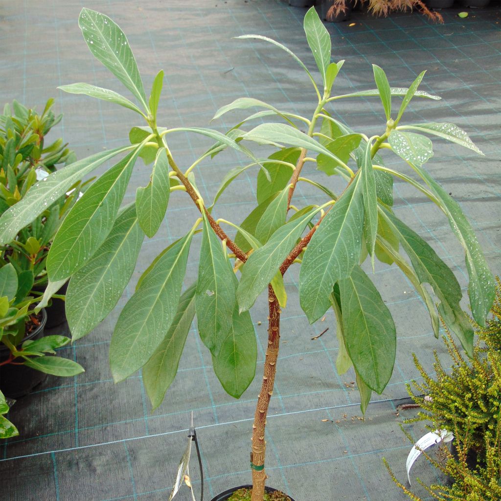 Edgeworthia chrysantha Nanjing Gold - Bastone di san Giuseppe