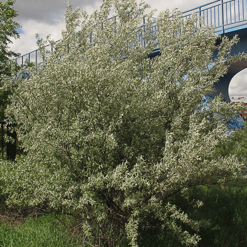 Elaeagnus angustifolia - Olivagno