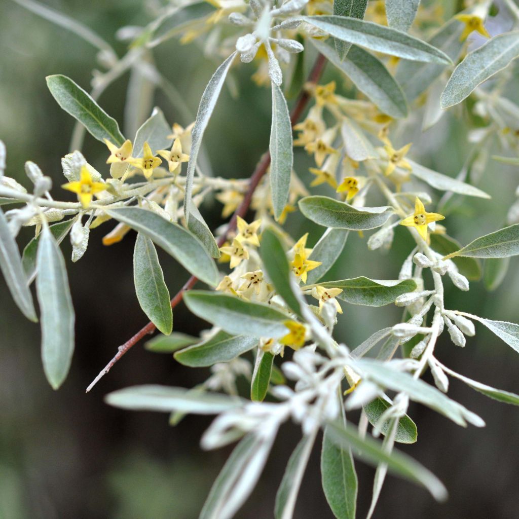 Elaeagnus angustifolia - Olivagno