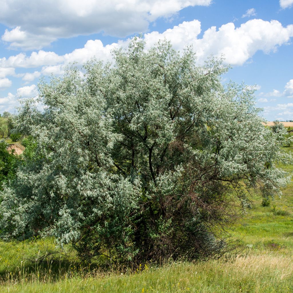 Elaeagnus angustifolia - Olivagno