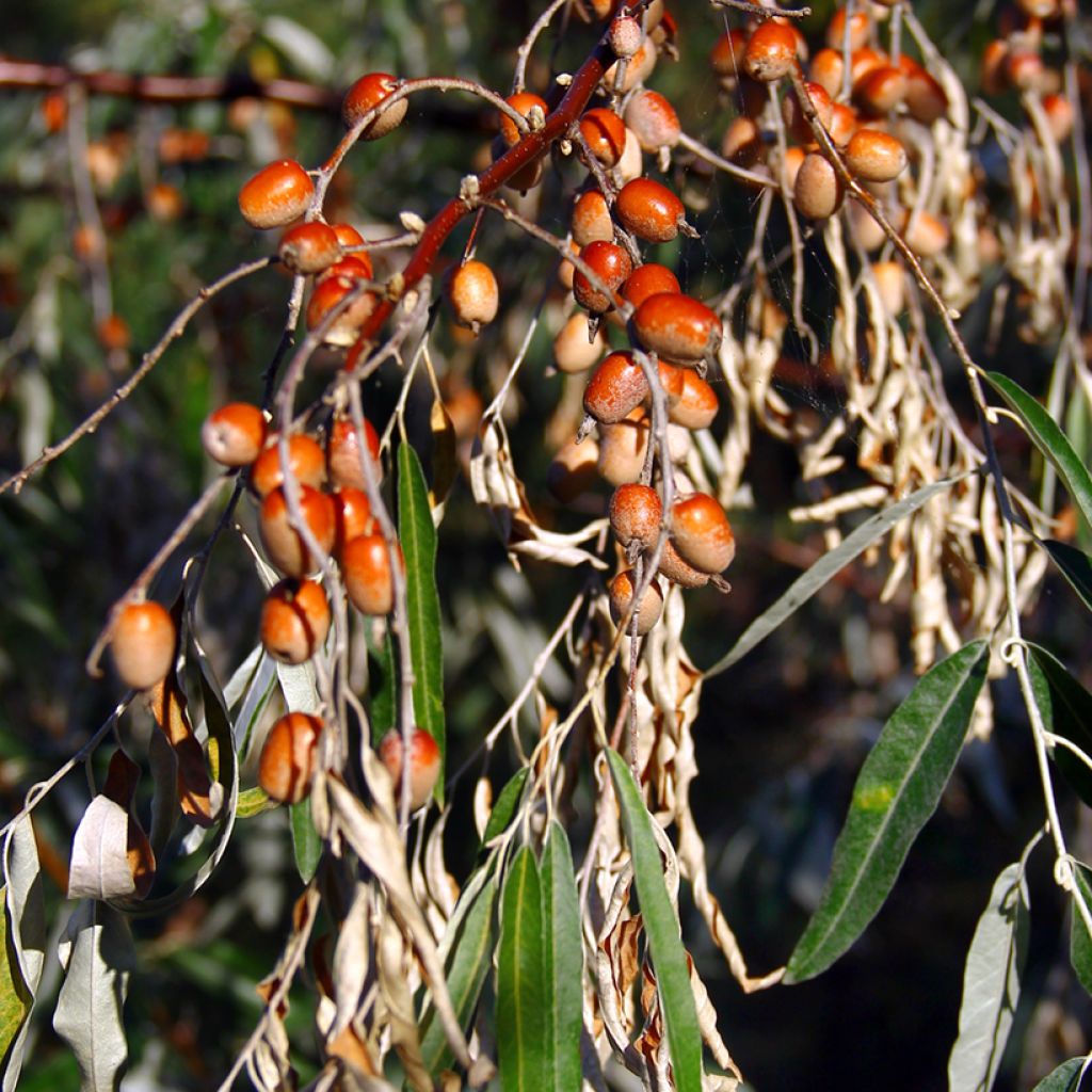 Elaeagnus angustifolia - Olivagno