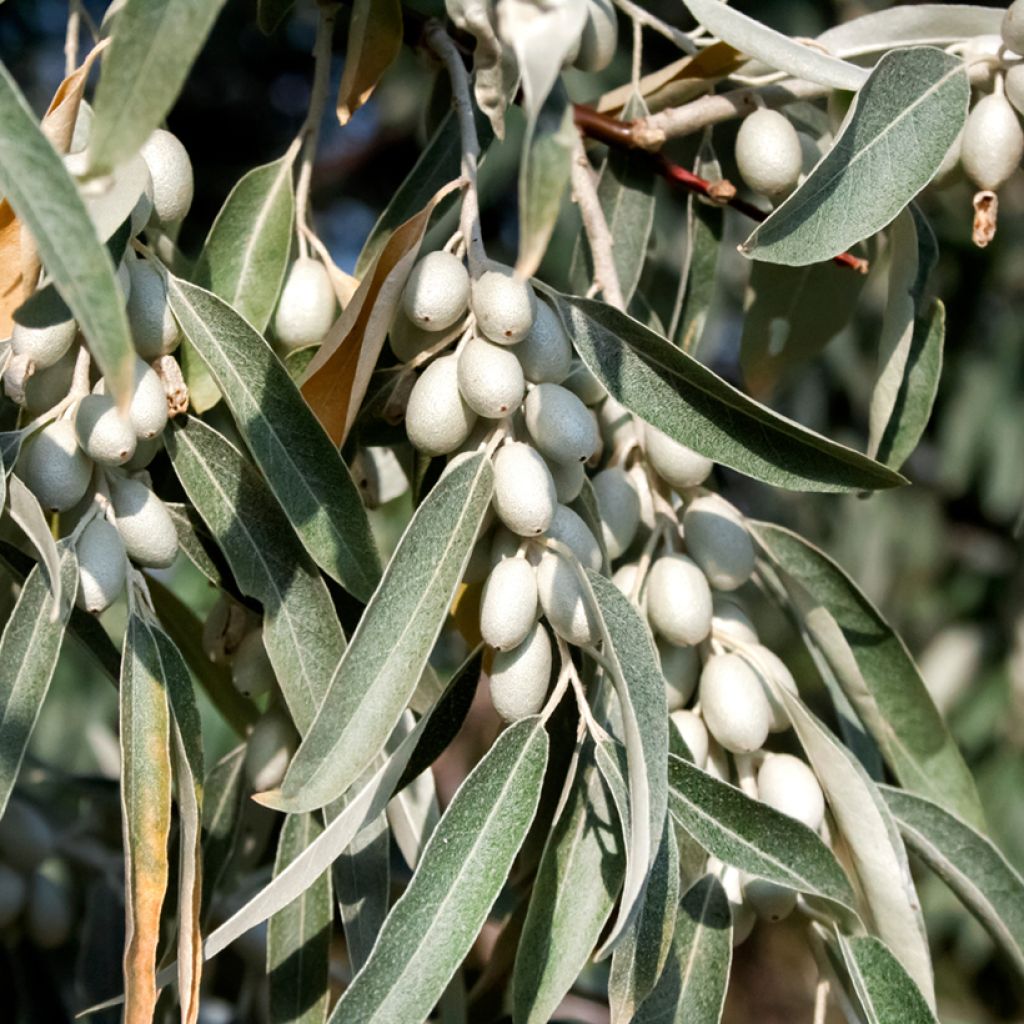 Elaeagnus angustifolia - Olivagno