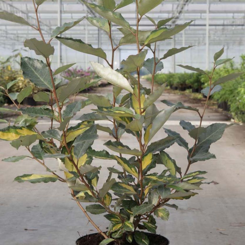 Elaeagnus ebbingei Eleador - Eleagno