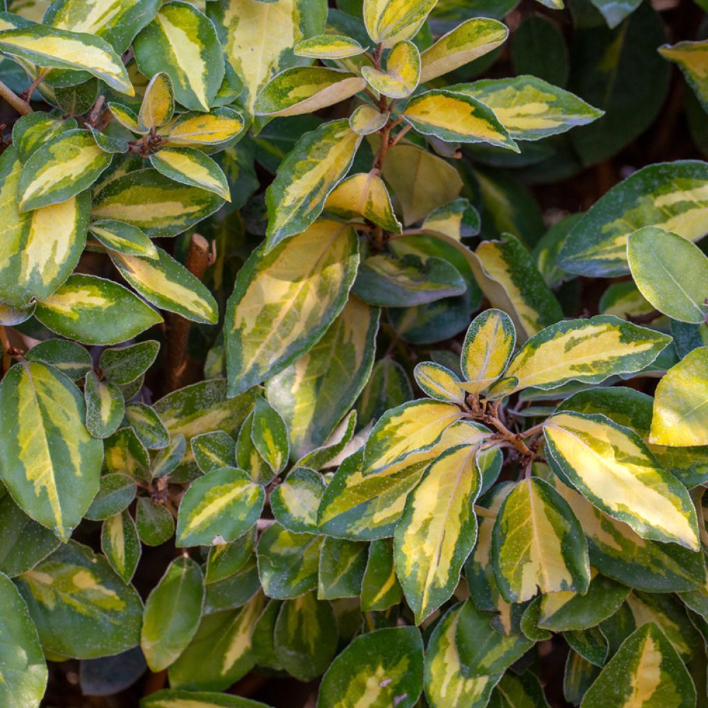 Elaeagnus ebbingei Limelight - Eleagno