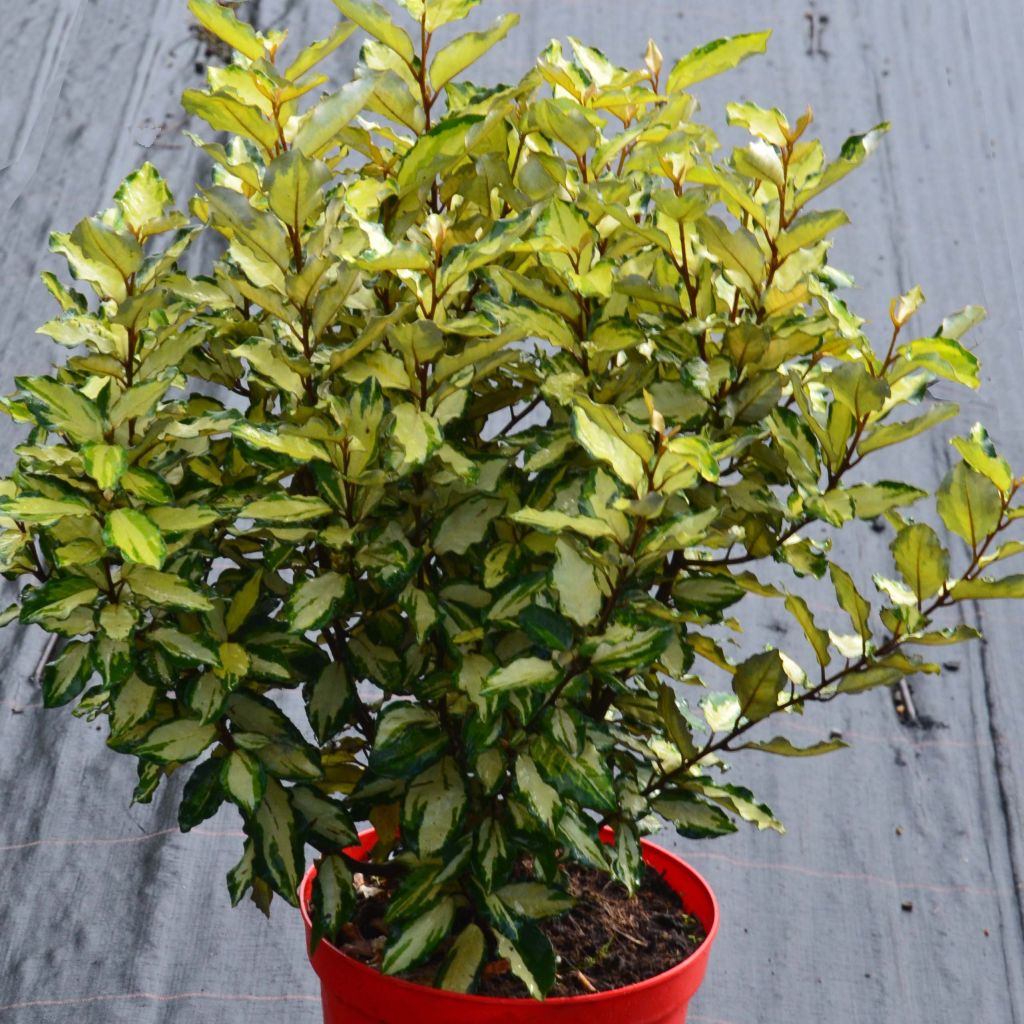 Elaeagnus ebbingei Maryline - Eleagno