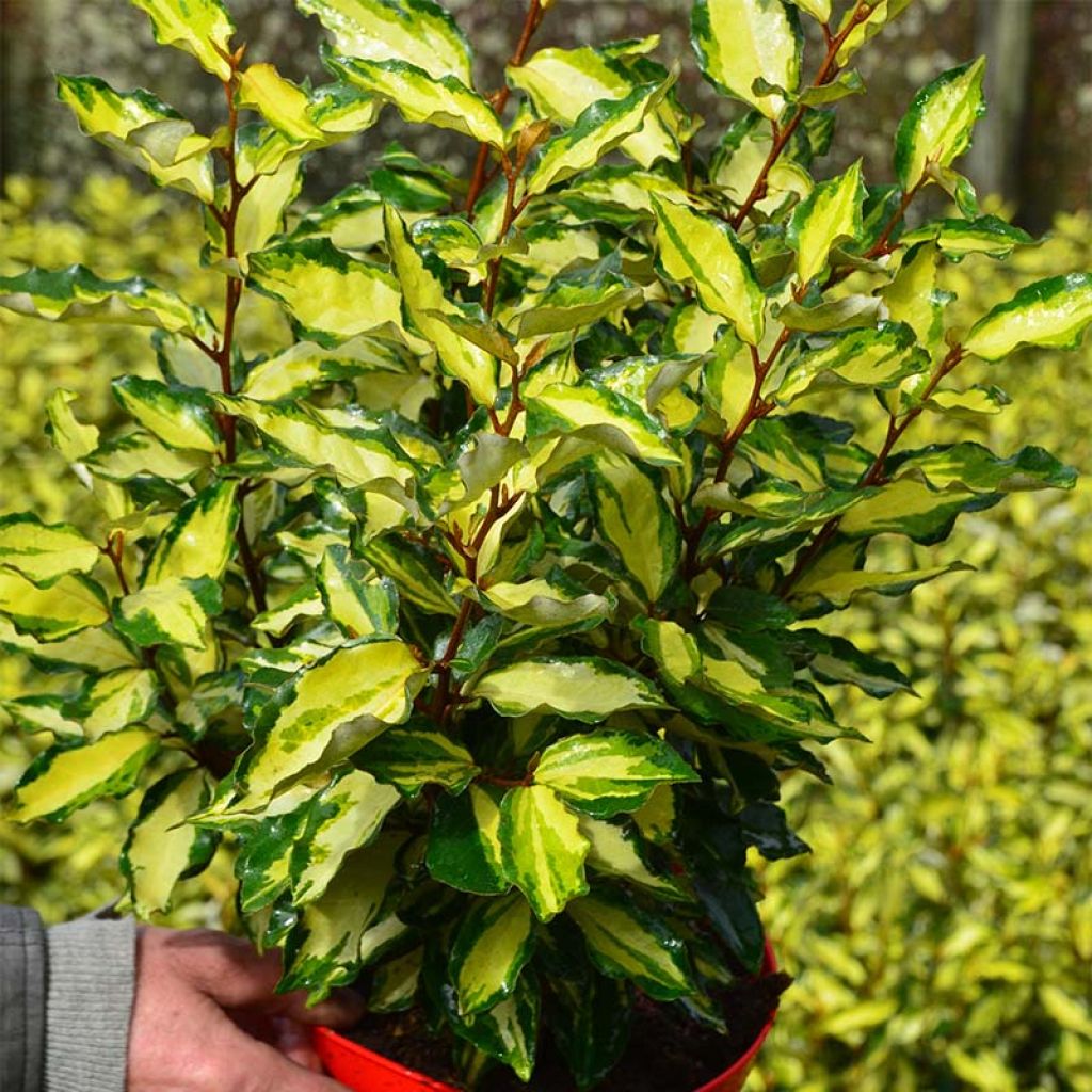 Elaeagnus ebbingei Maryline - Eleagno