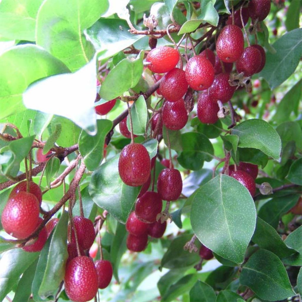 Elaeagnus multiflora - Goumi del Giappone