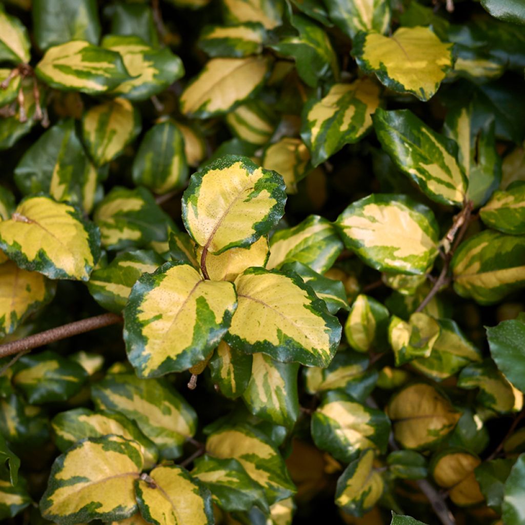 Elaeagnus pungens Maculata - Olivagno pungente