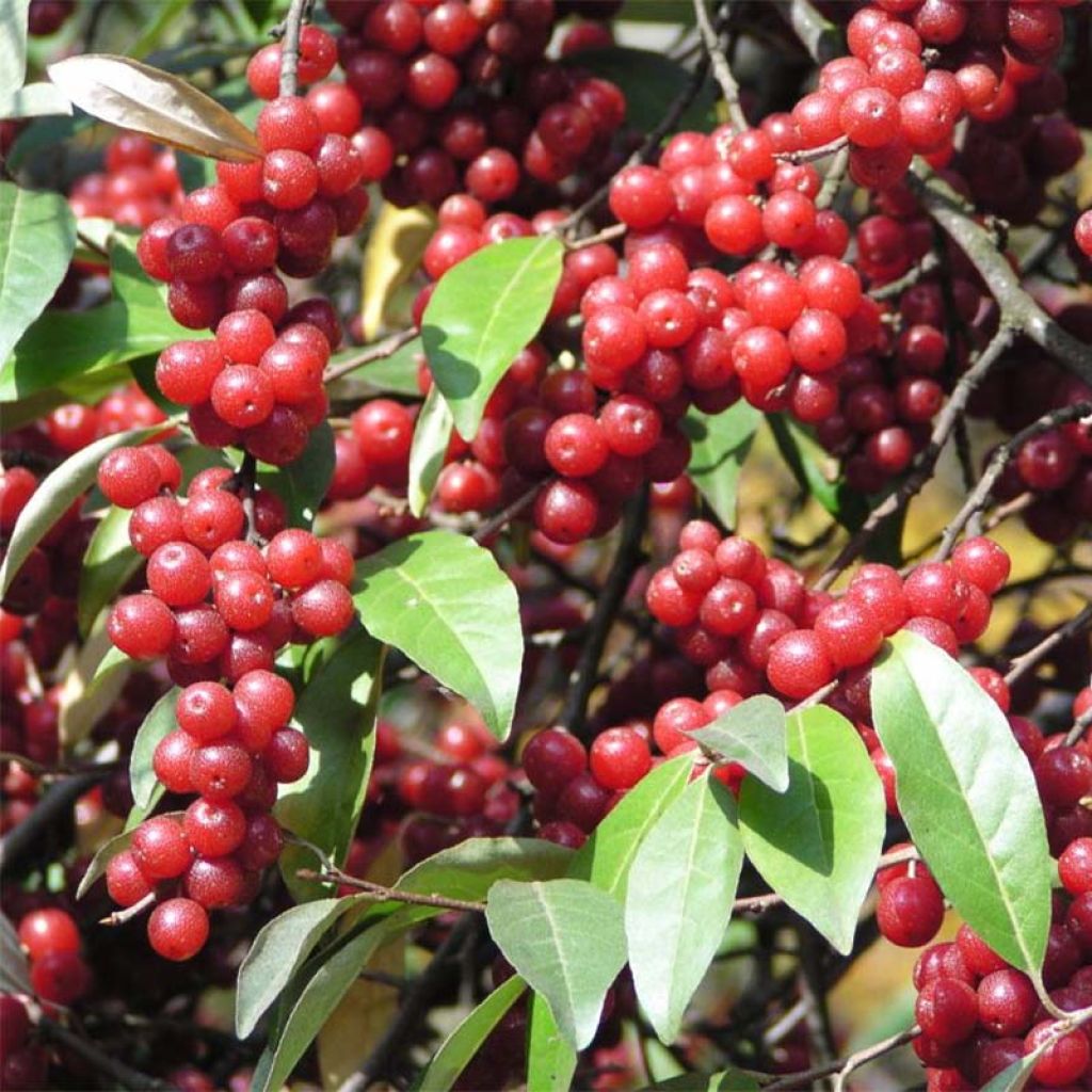 Elaeagnus umbellata - Eleagno ombrelliforme
