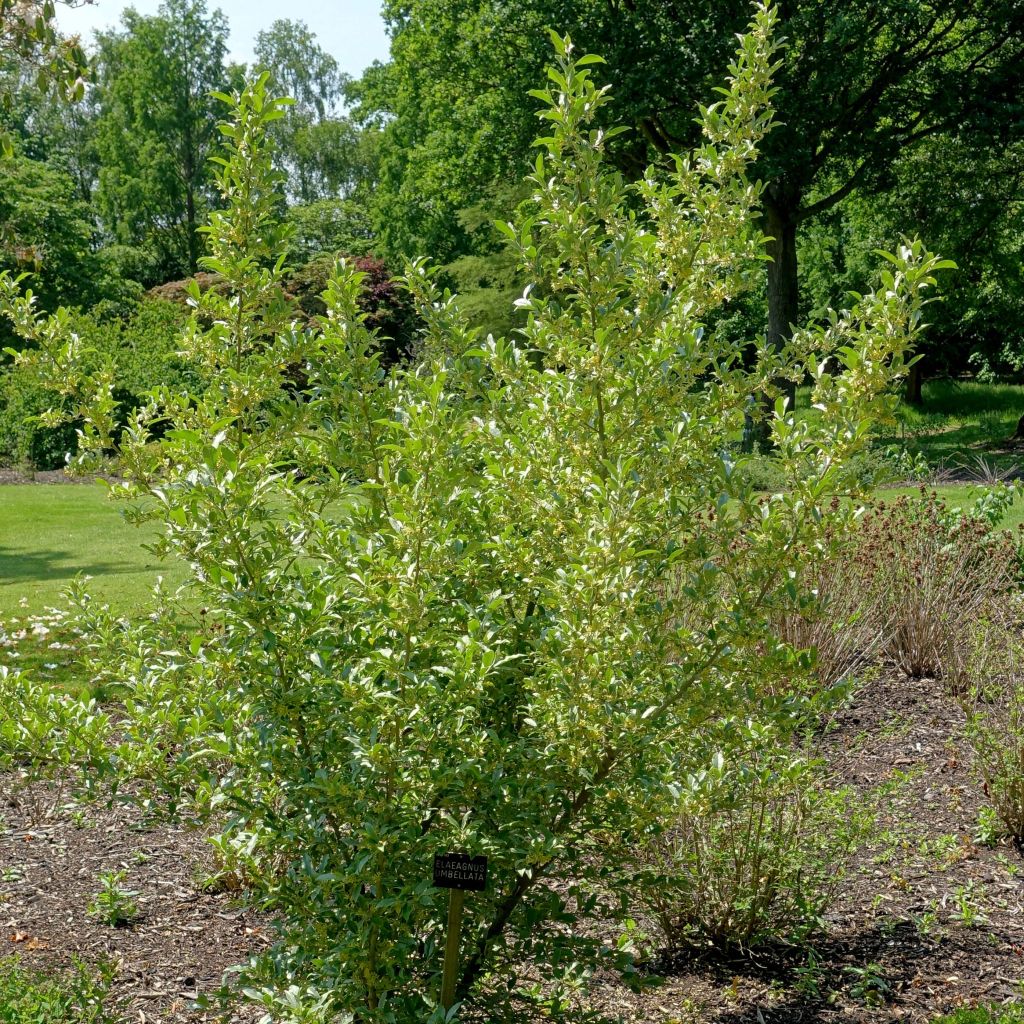 Elaeagnus umbellata - Eleagno ombrelliforme