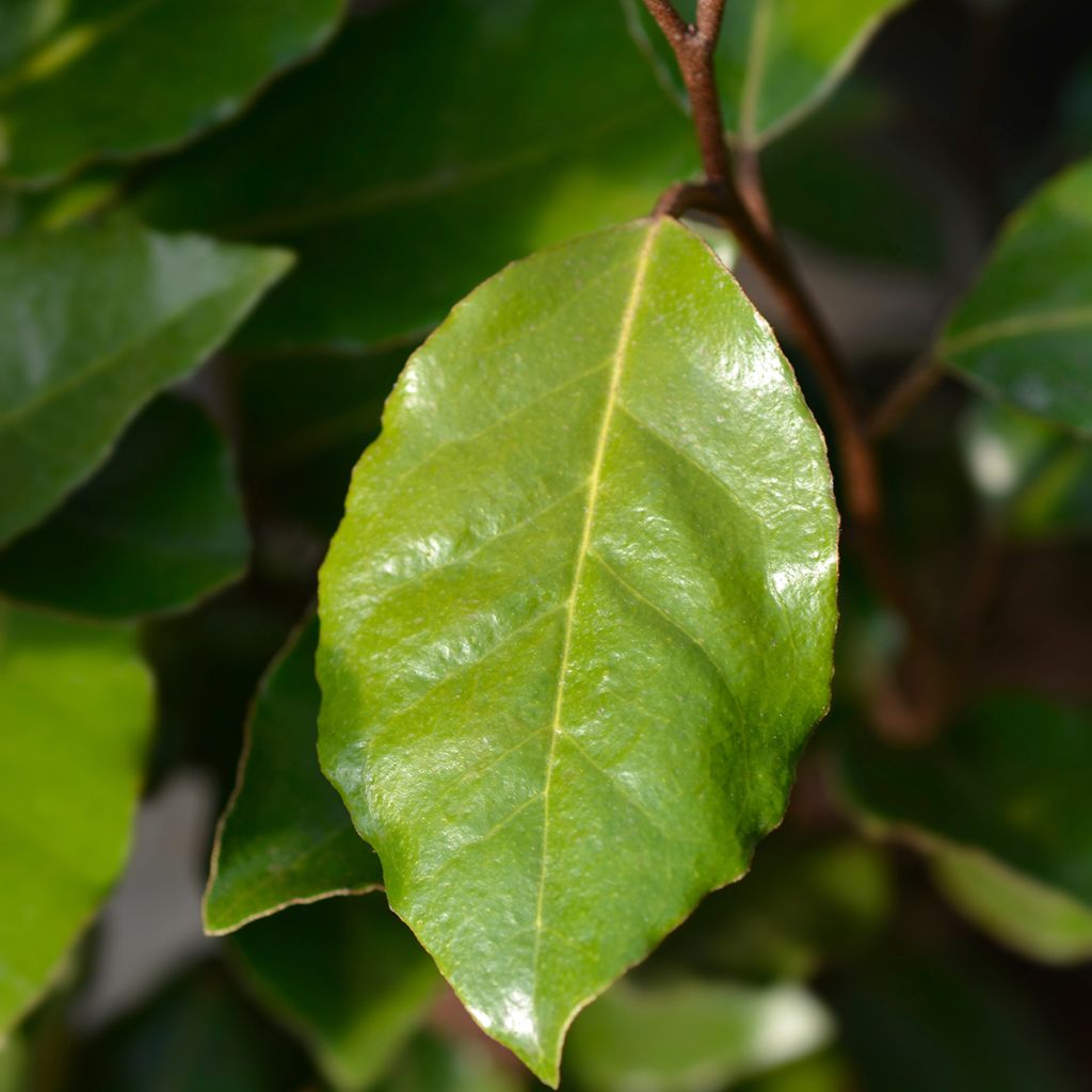 Elaeagnus ebbingei Crispy - Eleagno
