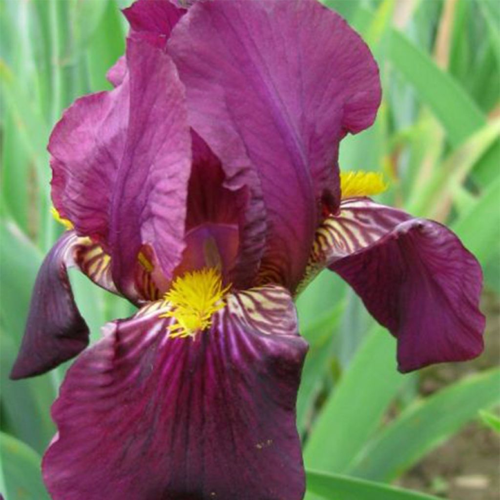 Iris germanica Red Orchid - Giaggiolo paonazzo