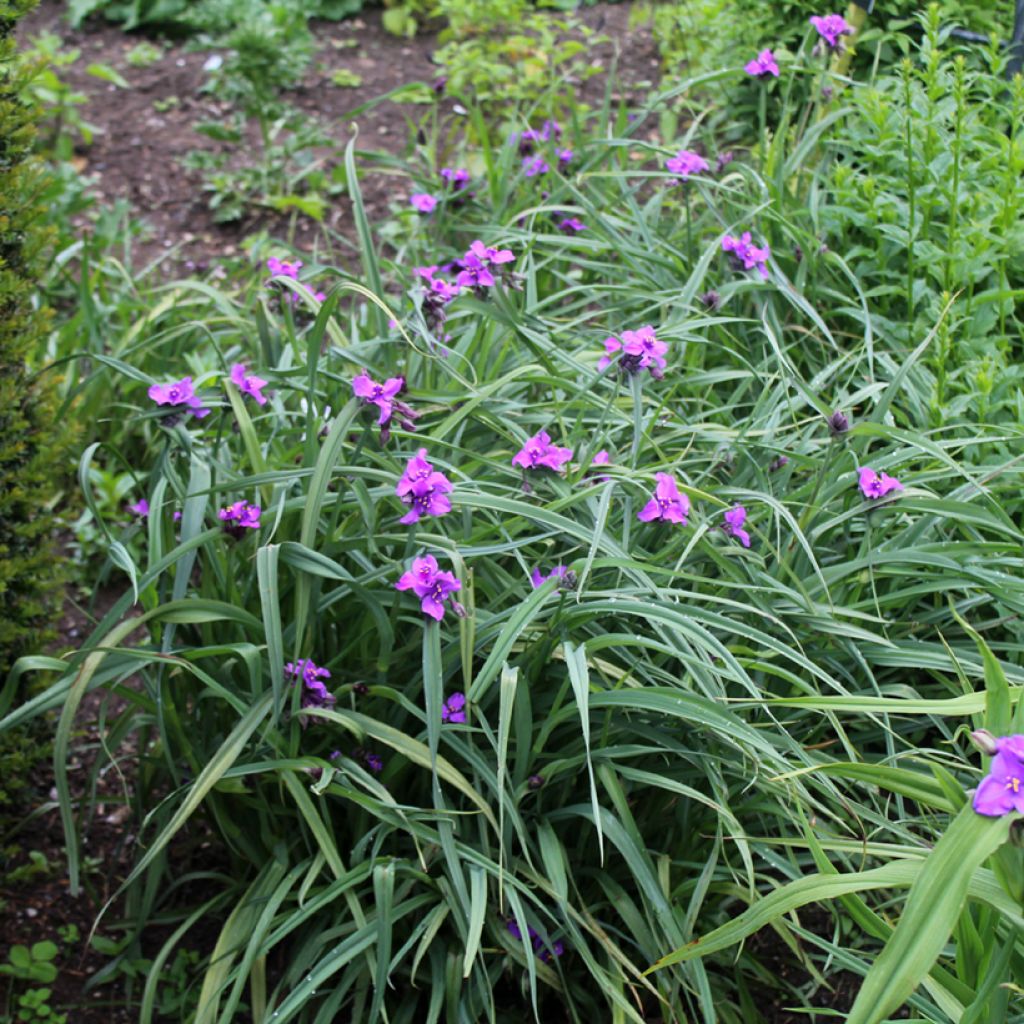 Tradescantia andersoniana Concord Grape