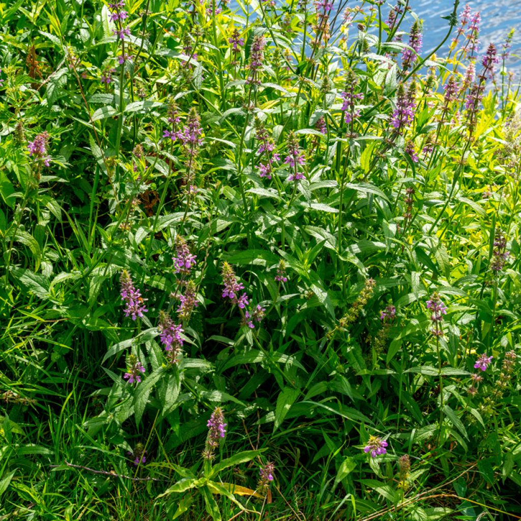 Stachys palustris - Stregona palustre