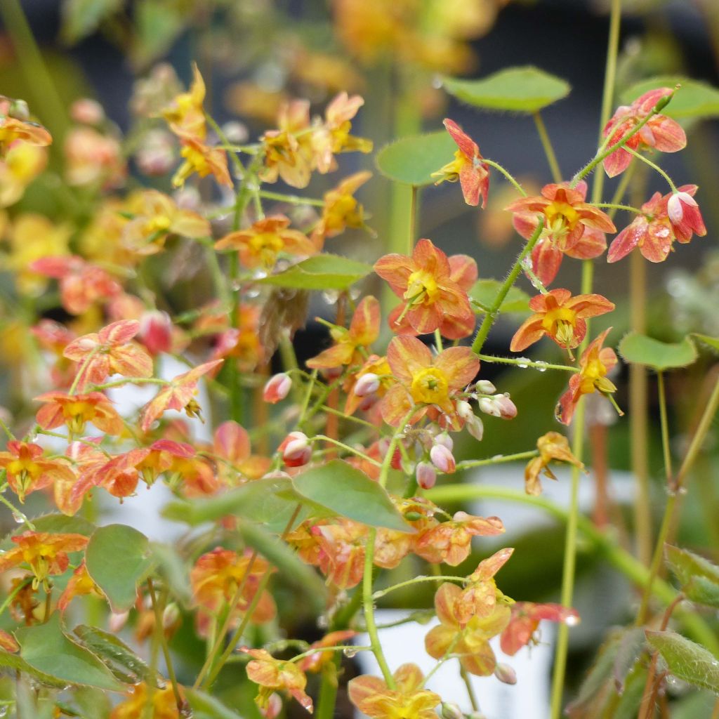 Fleur des Elfes - Epimedium pubigerum Orangekönigin