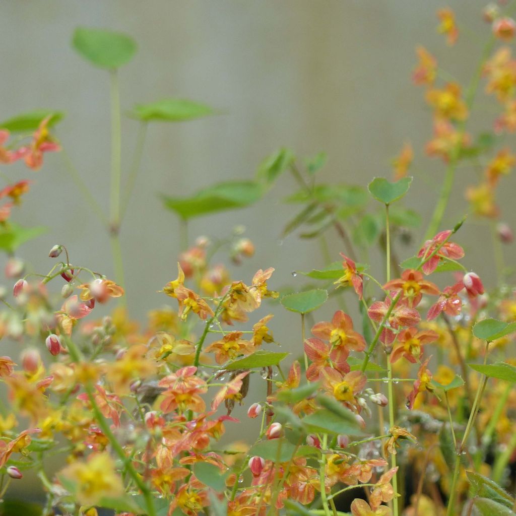 Fleur des Elfes - Epimedium pubigerum Orangekönigin