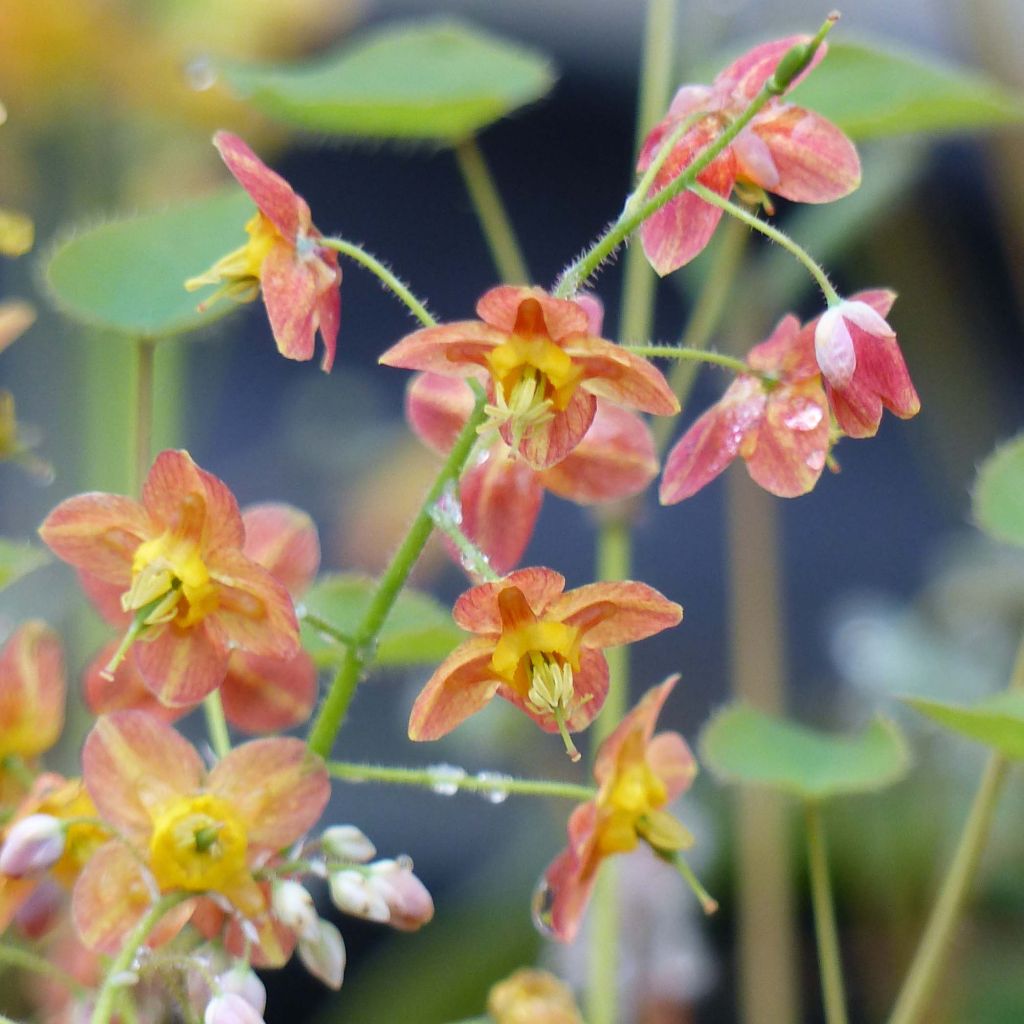 Fleur des Elfes - Epimedium pubigerum Orangekönigin