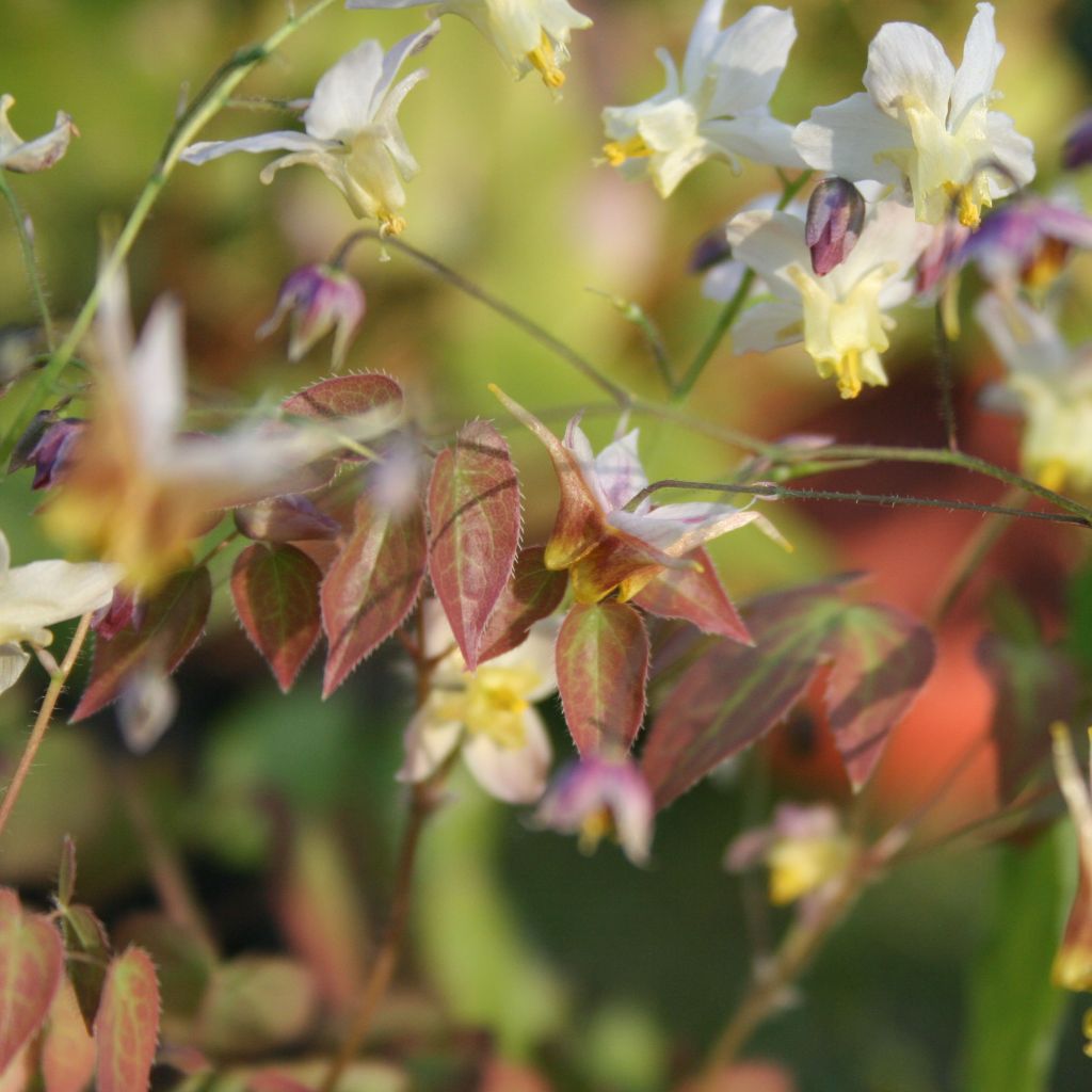 Fleur des Elfes - Epimedium x versicolor Cupreum